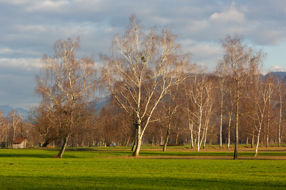 Lauteracherried im Jänner 72